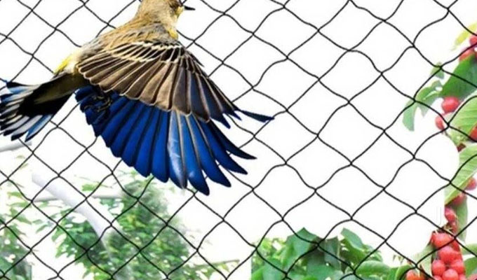 Anti Bird Nets In Nampally