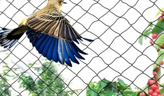 Anti Bird Nets In Pragathi-Nagar